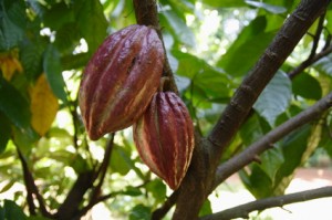 cacao tree, superfood