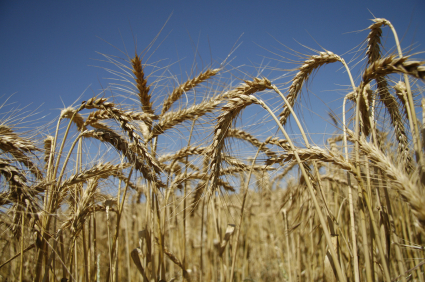 wheat field