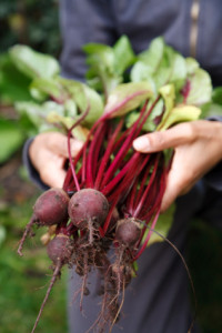 beetroots