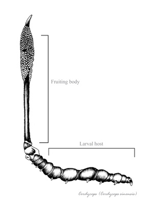 Cordyceps sinensis