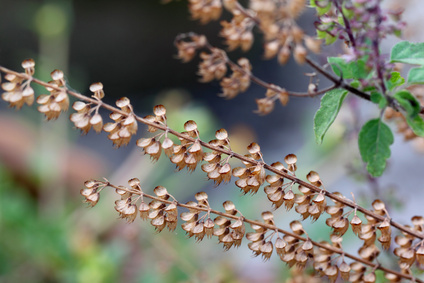 holy basil