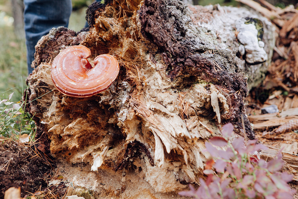 the queen of medicinal mushrooms